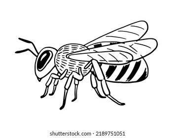 Hand-drawn honey bee side view sitting