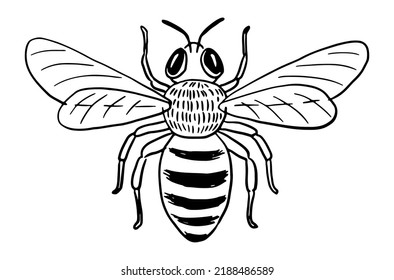 Hand-drawn honey bee with spread wings