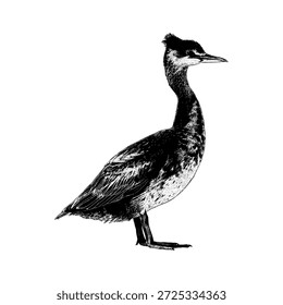 Hand-drawn Horned Grebe vector illustration featuring a detailed black and white engraving style, highlighting the elegant silhouette and distinctive head shape of this aquatic bird.