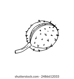 Handgezeichnete Rosskastanie. Botanische Vektorillustration auf Weiß. Aesculus hippocastanum, Eichelbaum