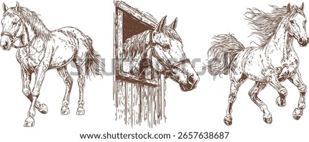 Hand-drawn horse illustrations with rustic farm vibes and dynamic motion details. Realistic equine sketches featuring expressive anatomy and natural poses.