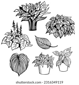 Hand-drawn hosta garden plant. Vector sketch  illustration.