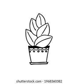 Hand-drawn houseplant. Doodle image of a home flower. Vector images for the decoration of various goods, textiles, postcards, notebooks, notebooks.