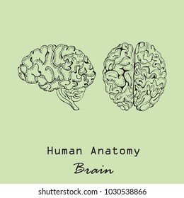 Handdrawn Human Brain in  Front and Side Views on the Color Background with the Inscription. Human Anatomy Vector. Free hand Style Vector.