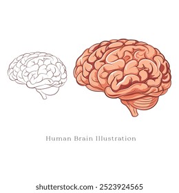 Hand-drawn human brain, A vector structure of brain, Line sketch of human body organ