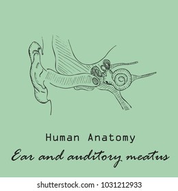 Handdrawn Human External Auditory Meatus on the Color Background with the Inscription. Human Anatomy Vector. Free Hand Style Vector.
