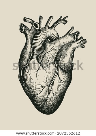 Hand-drawn human heart. Detailed pencil drawing on an old paper. Anatomically correct vector illustration of an internal organ in the style of engraving. Suitable for T-shirt design, tattoo, poster