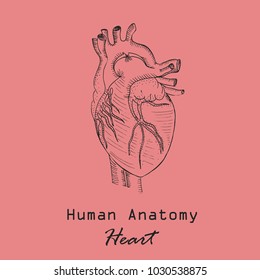 Handdrawn Human Heart on the Color Background with the Inscription. Human Anatomy Vector. Free hand Style Vector.