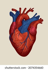 Hand-drawn human heart in red and blue. Detailed drawing on an old paper background. Anatomically correct vector illustration of an internal organ. Suitable for T-shirt design, tattoo, medical poster