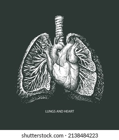 Hand-drawn human lungs and heart on a black background. Anatomically correct vector illustration of internal organs in the style of engraving. Drawing chalk on a blackboard. Medical poster