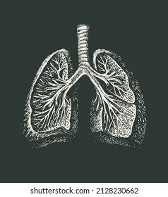 Hand-drawn human lungs on a black background. Anatomically correct vector illustration of an internal organ in the style of engraving. Medical poster. Drawing chalk on a blackboard