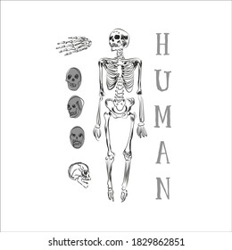 Hand-drawn human skeleton skull types hand for use in medicine or postcard for halloween