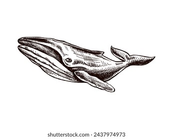 Ballena jorobada dibujada a mano. Ilustración de boceto vectorial. Colección Sea. Ilustraciones grabadas aisladas sobre fondo blanco. Esbozos realistas.