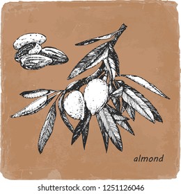 Hand-drawn illustration of Almond. Vector