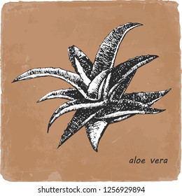 Hand-drawn illustration of Aloe Vera. Vector