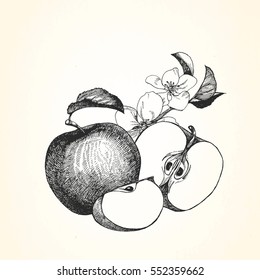 Hand-drawn illustration of Apple. Vector