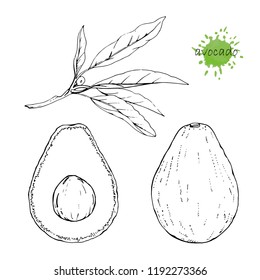 Hand-drawn illustration of Avocado, vector