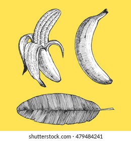 Hand-drawn illustration of Banana. Vector