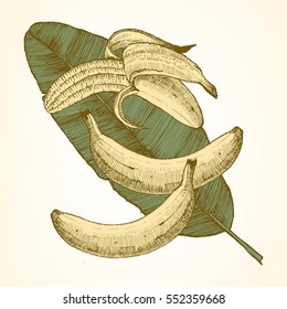 Hand-drawn illustration of Banana. Vector
