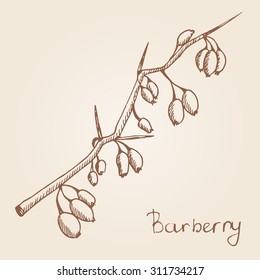   Hand-drawn illustration of barberry in sketch style. Spices theme.