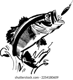 hand-drawn illustration of a bass fish