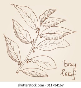   Hand-drawn illustration of bay leaves in sketch style. Spices theme.