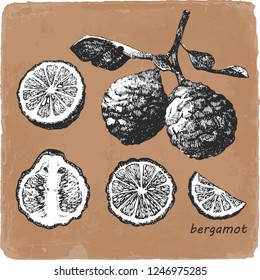 Hand-drawn illustration of Bergamot. Vector