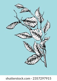 Hand-drawn illustration of branch with leaves. Vector