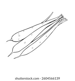 Hand-Drawn Illustration Of A Bunch Of Long Thin Vegetables