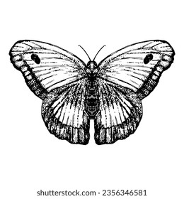 Hand-drawn illustration of Butterfly. Vector elements.
