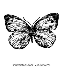 Hand-drawn illustration of Butterfly. Vector elements.