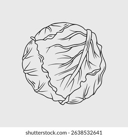 Hand-drawn illustration of a cabbage