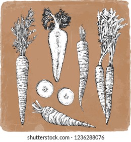 Hand-drawn illustration of Carrot, vector
