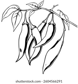 Hand-Drawn Illustration Of Chili Peppers On Branch