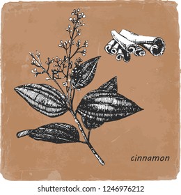 Hand-drawn illustration of Cinnamon. Vector