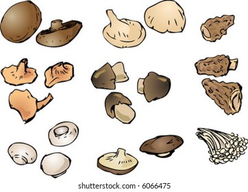 Hand-drawn illustration clipart of mushrooms portobello button morel shitake enoki chanterelle straw oyster