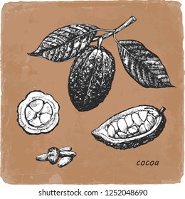 Hand-drawn illustration of Cocoa. Vector