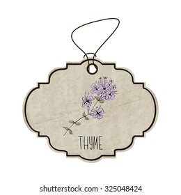 Handdrawn illustration from the collection of spices and herbs. The old label in retro style with colorful fragrant sprig of thyme. Vector illustration