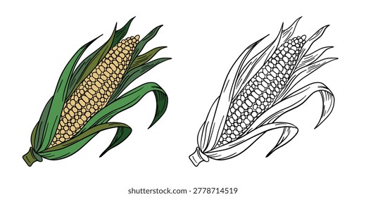Hand-drawn illustration corn in color and black white outline. Corn cobs, leaves, and natural organic textures. Fresh yellow and green tones, outline kids coloring pages and educational activities