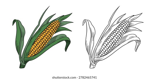 Hand-drawn illustration corn in color and black white outline. Corn cobs, leaves, and natural organic textures. Fresh yellow and green tones, outline kids coloring pages and educational activities