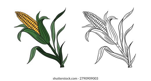 Hand-drawn illustration corn in color and black white outline. Corn cobs, leaves, and natural organic textures. Fresh yellow and green tones, outline kids coloring pages and educational activities
