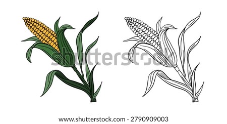 Hand-drawn illustration corn in color and black white outline. Corn cobs, leaves, and natural organic textures. Fresh yellow and green tones, outline kids coloring pages and educational activities
