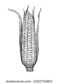 Hand-drawn illustration of Corn, vector