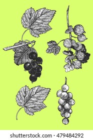 Hand-drawn illustration of Currant and Gooseberry. Vector