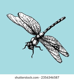 Hand-drawn illustration of Dragonfly. Vector elements. Ink