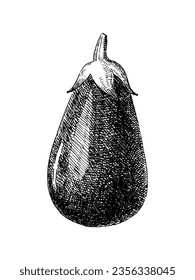 Hand-drawn illustration of Eggplant, vector
