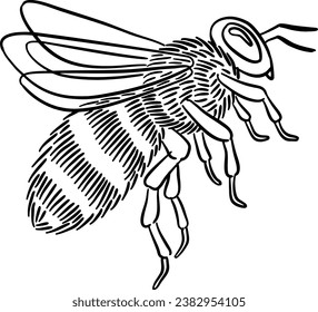 Hand-drawn illustration of a flying honey bee