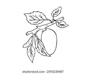 Hand-drawn illustration of fresh apricot with leaves. Tasty, sweet fruit sketch. Healthy natural food, exotic snack. 