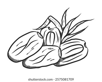 Hand-drawn illustration of fresh Dates and leaves ideal for organic food promotions or culinary themed designs.