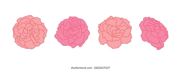 A hand-drawn illustration of a fully bloomed carnation flower to give to parents on Parents' Day, Parents' Day, Mother's day, Father's day in May.